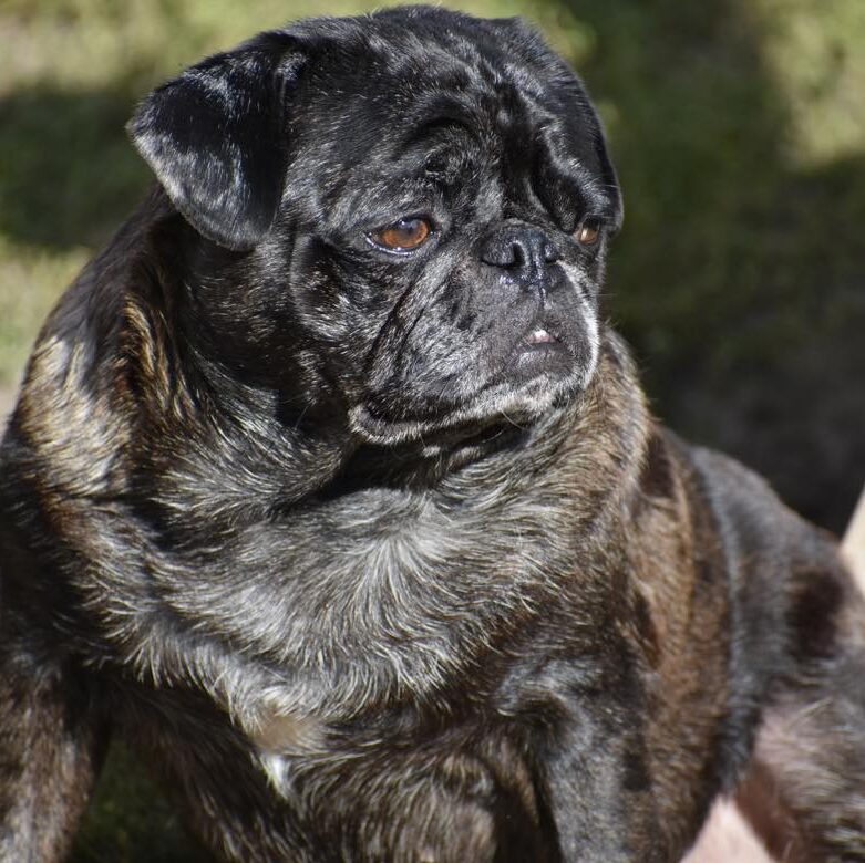 Brindle pug hot sale breeders